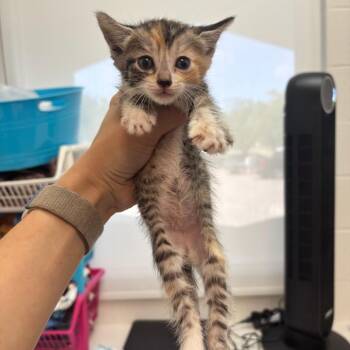 Rune -  Domestic Short Hair Cat for Adoption in Corpus Christi, Texas - Rune | PetCurious