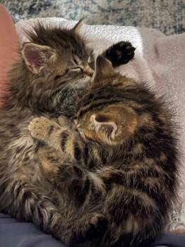 Carrot Cake 2 -  Domestic Short Hair Cat for Adoption in Fort Lupton, Colorado - Carrot Cake 2 | PetCurious