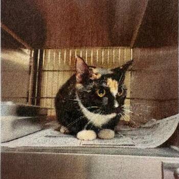 Domestic Short Hair Cats Available for Adoption - Madeline | PetCurious