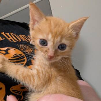 Marty -  Domestic Short Hair Cat for Adoption in Fairfax, Virginia - Marty | PetCurious