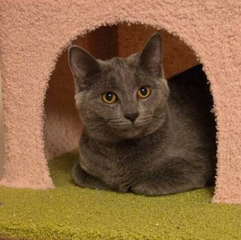 Rescue Russian Blue and Domestic Short Hair Cats for Adoption in Wyandotte, Michigan - Sabrina | PetCurious