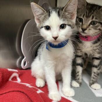 Prosecco -  Domestic Short Hair Cat for Adoption in Lakeland, Florida - Prosecco | PetCurious