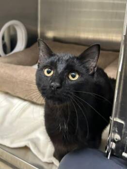 Domestic Short Hair Cats Available for Adoption in Munster, Indiana - Oak | PetCurious