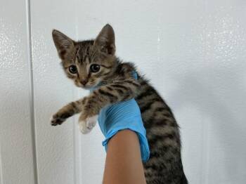American Shorthair Cats Available for Adoption in San Bernardino, California - BENJI | PetCurious