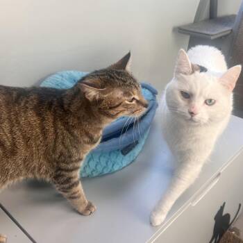 Lucy -  Domestic Short Hair Cat for Adoption in Georgetown, Kentucky - Lucy | PetCurious