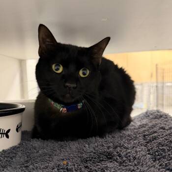 Domestic Short Hair Cats Available for Adoption in Hampton Bays, New York - Bessie | PetCurious