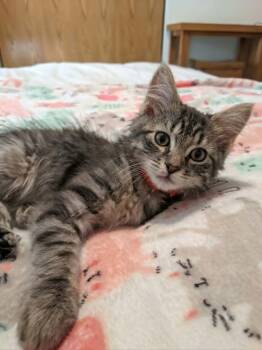 Grover -  Domestic Medium Hair and Norwegian Forest Cat Cat for Adoption in Minneapolis, Minnesota - Grover | PetCurious