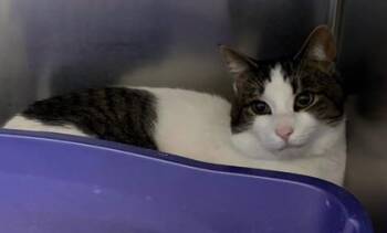 Amazonite -  Domestic Short Hair Cat for Adoption in West Chester, Pennsylvania - Amazonite | PetCurious