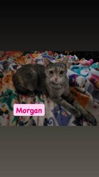 Morgan -  Domestic Short Hair Cat for Adoption in Crown Point, Indiana - Morgan | PetCurious