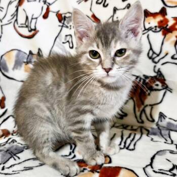 Furreal -  Domestic Short Hair Cat for Adoption in Mt. Juliet, Tennessee - Furreal | PetCurious