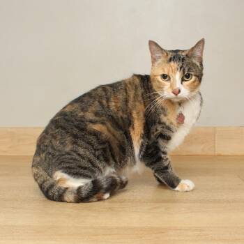 Quinn C71634 -  Domestic Short Hair Cat for Adoption in Minnetonka, Minnesota - Quinn C71634 | PetCurious
