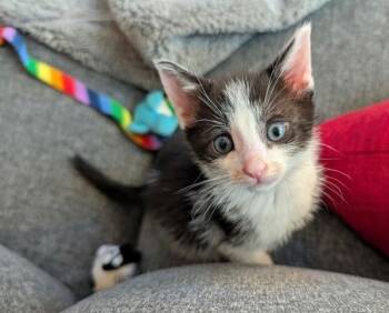 Carl -  Domestic Short Hair Cat for Adoption in Novato, California - Carl | PetCurious