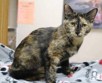 Rescue Tortoiseshell Cats for Adoption in Portage, Wisconsin - Columbia | PetCurious