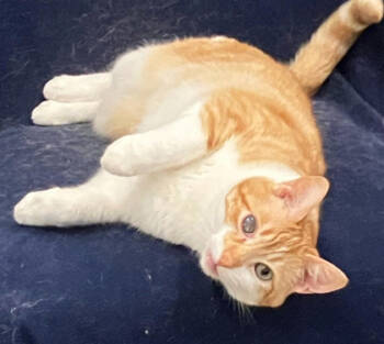 Rescue Domestic Short Hair Cats for Adoption in Encinitas, California - Connie | PetCurious