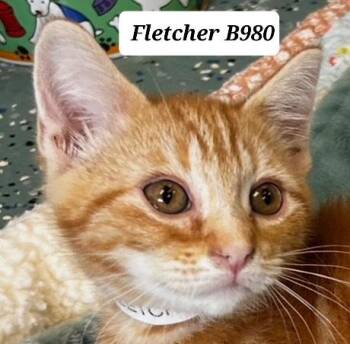 Fletcher -  Domestic Medium Hair Cat for Adoption in Morganton, North Carolina - Fletcher | PetCurious