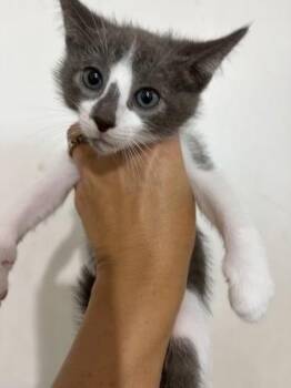 Modelo -  Domestic Short Hair Cat for Adoption in Key West, Florida - Modelo | PetCurious