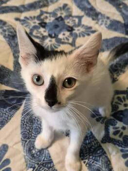 Moe -  Domestic Short Hair Cat Available for Adoption in Bossier City, Louisiana - Moe | PetCurious