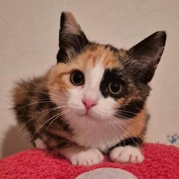 Takis -  Calico Cat for Adoption in Trophy Club, Texas - Takis | PetCurious