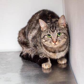 Flour -  Domestic Short Hair Cat for Adoption in Hattiesburg, Mississippi - Flour | PetCurious