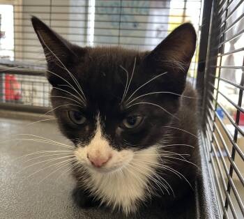 White socks -  Domestic Short Hair Cat for Adoption in Parma, Ohio - White Socks | PetCurious