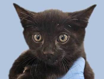Rescue Domestic Medium Hair Cats for Adoption in Wildomar, California - Steven* | PetCurious