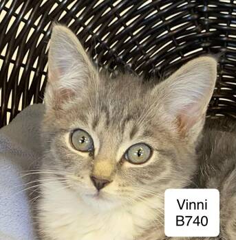 Rescue Domestic Short Hair Cats for Adoption in Morganton, North Carolina - Vinni | PetCurious