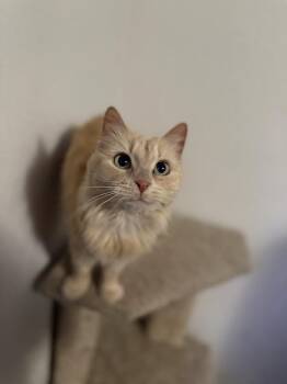 Laura -  American Shorthair Cat Available for Adoption in Fertile, Minnesota - Laura | PetCurious