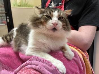 Gordan -  Domestic Long Hair Cat for Adoption in Vancouver, Washington - Gordan | PetCurious