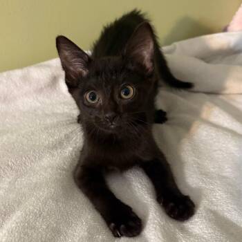 Kris -  Domestic Short Hair Cat for Adoption in Matteson, Illinois - Kris | PetCurious