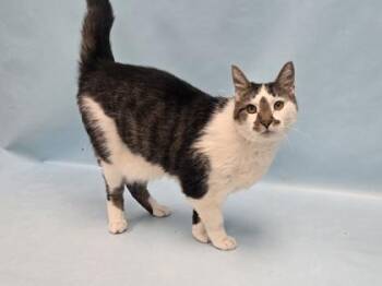 Fluffy -  Domestic Short Hair Cat for Adoption in Minneapolis, Minnesota - Fluffy | PetCurious