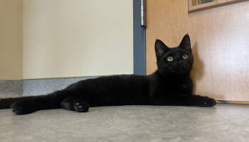 Rescue Domestic Short Hair Cats for Adoption in Arlington, Vermont - Olivia | PetCurious