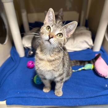 Brachiosaurus -  Domestic Short Hair and Torbie Cat for Adoption in Penn Yan, New York - Brachiosaurus | PetCurious