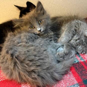 Ham Sammie -  Domestic Long Hair Cat for Adoption in Pittsburgh, Pennsylvania - Ham Sammie | PetCurious