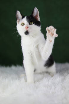 Rescue Domestic Short Hair Cats for Adoption in Lewisburg, Tennessee - Calcifer | PetCurious