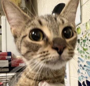 NITA -  Domestic Short Hair Cat for Adoption in Pensacola, Florida - NITA | PetCurious