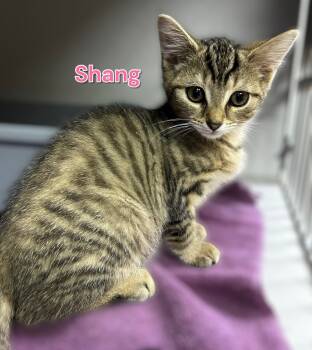 Rescue Domestic Short Hair Cats for Adoption in Jim Thorpe, Pennsylvania - Shang | PetCurious