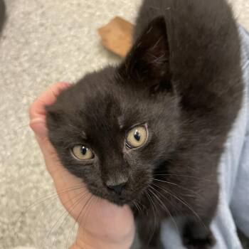 Celadon #2 -  Domestic Short Hair Cat for Adoption in Enfield, New Hampshire - Celadon #2 | PetCurious