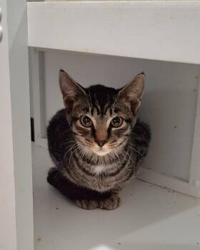 Wildwood -  Domestic Short Hair Cat for Adoption in Lewisburg, Tennessee - Wildwood | PetCurious