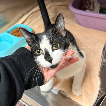 Fisher -  Domestic Short Hair Cat for Adoption in Ardmore, Oklahoma - Fisher | PetCurious