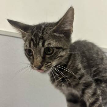 Trey -  Domestic Short Hair Cat for Adoption in Tampa, Florida - Trey | PetCurious