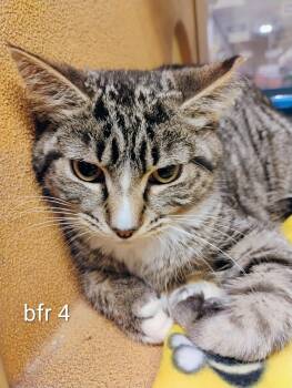 Domestic Short Hair Cats Available for Adoption in Williamsburg, Virginia - Bugatti (bfr4) | PetCurious