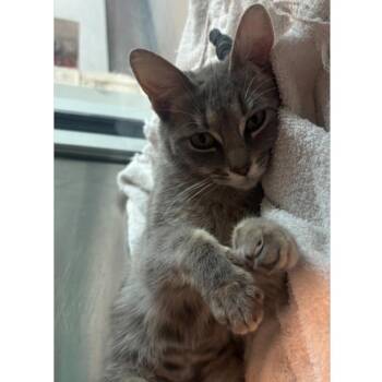 Mollie -  Domestic Short Hair Cat for Adoption in Midland, Texas - Mollie | PetCurious