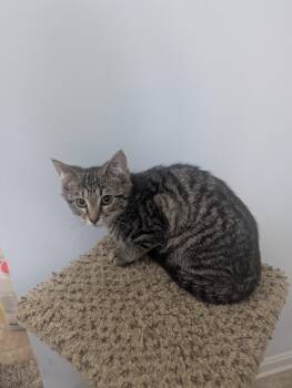 Pistol 2 Female Mechanicsville -  Tabby Cat for Adoption in Richmond, Virginia - Pistol 2 Female Mechanicsville | PetCurious
