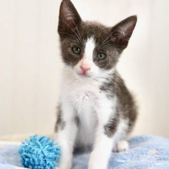 Luke Skywalker -  Domestic Short Hair Cat for Adoption in Keizer, Oregon - Luke Skywalker | PetCurious