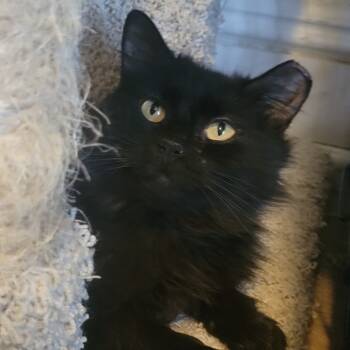 Rescue Domestic Medium Hair Cats for Adoption in Portage, Michigan - Caboodle | PetCurious