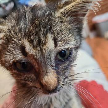 Raine Hill -  Domestic Short Hair Cat for Adoption in Woodstock, Virginia - Raine Hill | PetCurious