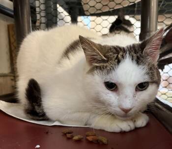 Nutmeg -  Domestic Short Hair Cat for Adoption in Beacon, New York - Nutmeg | PetCurious