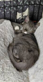 Olive -  Domestic Short Hair Cat for Adoption in Bethpage, New York - Olive | PetCurious