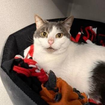 Theo -  Domestic Short Hair Cat for Adoption in Washougal, Washington - Theo | PetCurious
