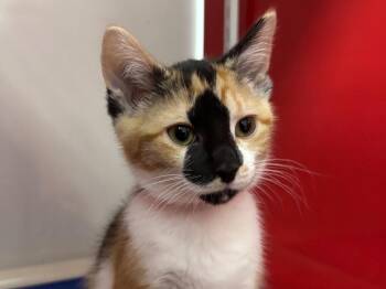 Domestic Medium Hair and Calico Cats Available for Adoption - Pickles | PetCurious
